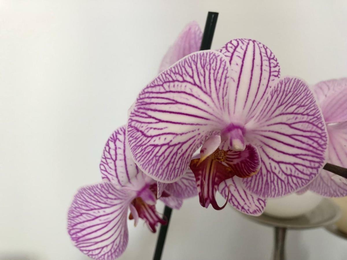 Arroios Bnb リスボン エクステリア 写真